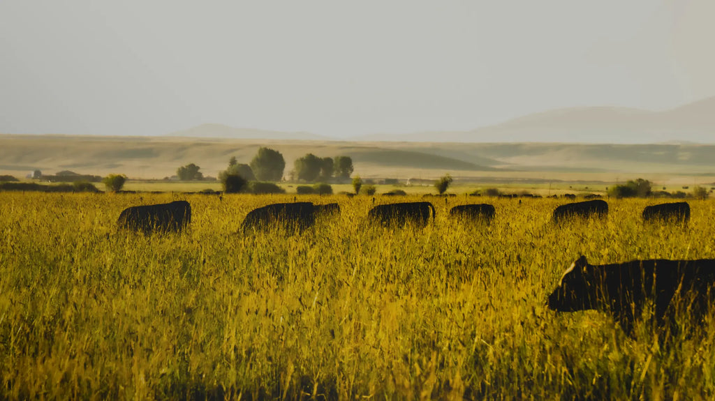 What is regenerative meat and why it’s important