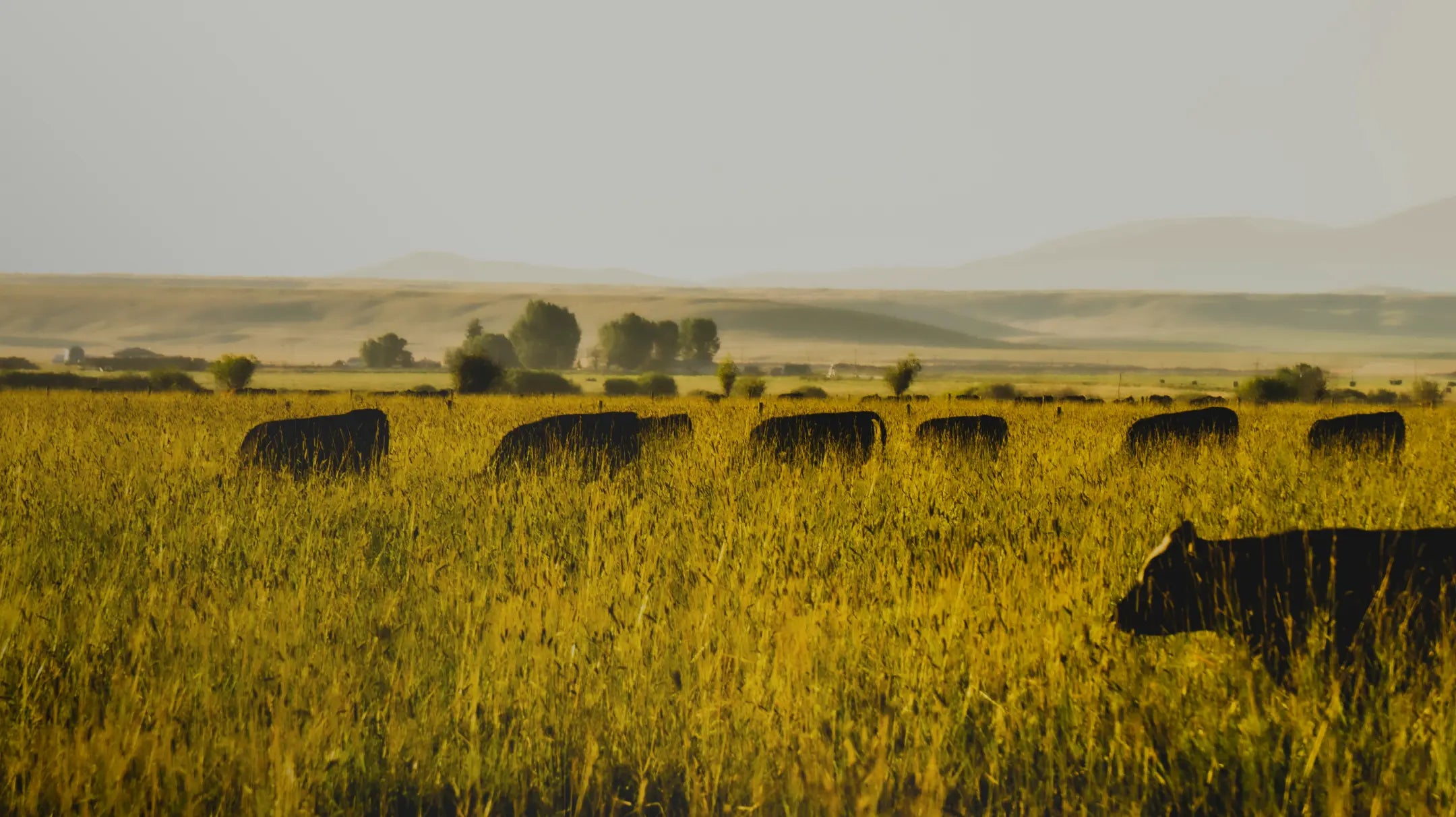 What is regenerative meat and why it’s important